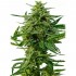 Auto Northern Haze. Semillas de marihuana autoflorecientes