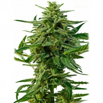 Auto Northern Haze. Semillas de marihuana autoflorecientes