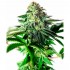 AUTO STICKY DREAM (Positronic Seeds)
