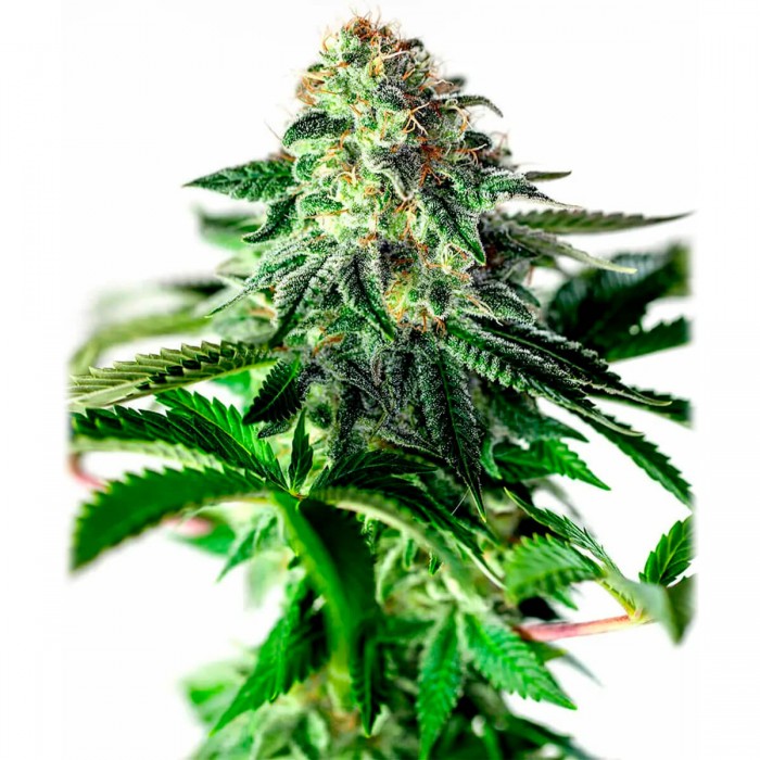 Auto Sticky Dream de Positronic Seeds. Semillas de marihuana.