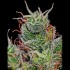 Semillas Supercheese Auto de Positronic Seeds. Cogollo.