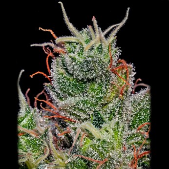 Semillas Supercheese Auto de Positronic Seeds. Cogollo.
