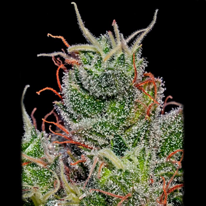 Semillas Supercheese Auto de Positronic Seeds. Cogollo.