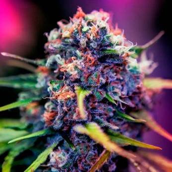 Semillas Black Widow CBD+ de Positronic Seeds. Cogollo.