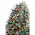 Critical #47 CBD+ Positronic Seeds - Semillas de marihuana feminizadas