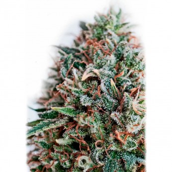 Critical #47 CBD+ Positronic Seeds - Semillas de marihuana feminizadas