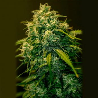 Semillas Jack Diesel CBD+ de Positronic Seeds. Cogollo.