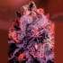 Semillas GMK Gordo Master Kush de Positronic. Cogollo.