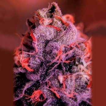 Semillas GMK Gordo Master Kush de Positronic. Cogollo.