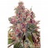 GRAPEFRUIT (Positronic Seeds)