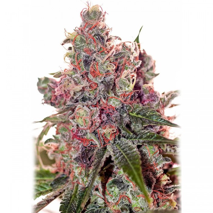 Grapefruit de Positronic Seeds, cogollo.
