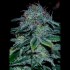 Semillas Mystic Cookie de Positronic Seeds, cogollo.