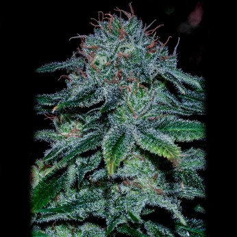 Semillas Mystic Cookie de Positronic Seeds, cogollo.