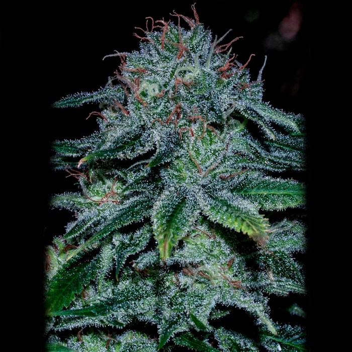 Semillas Mystic Cookie de Positronic Seeds, cogollo.
