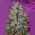 Semillas One Love Haze de Positronics, cogollo.