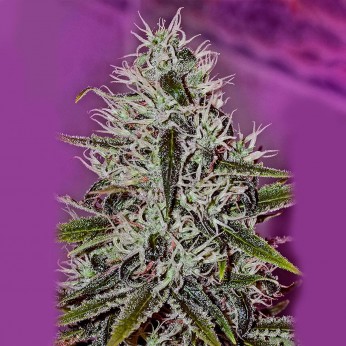 Semillas One Love Haze de Positronics, cogollo.