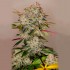 Semillas Sticky Dream Positronic Seeds. Cogollo.