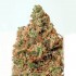 Semillas Supercheese de Positronic Seeds, cogollo.