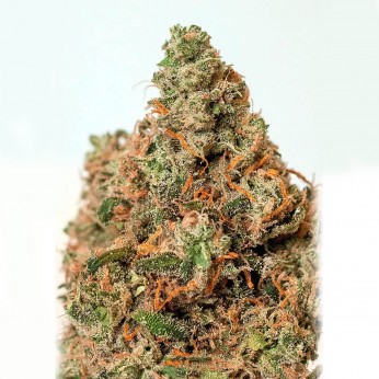 Semillas Supercheese de Positronic Seeds, cogollo.