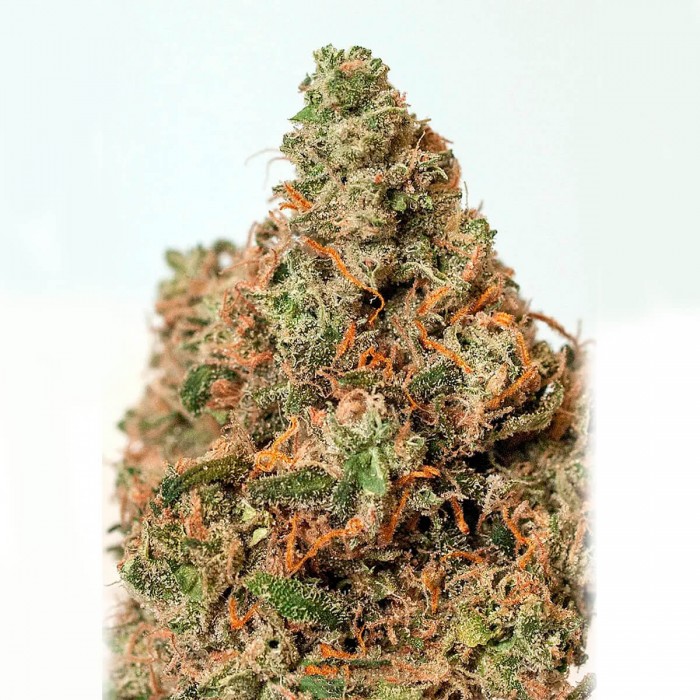 Semillas Supercheese de Positronic Seeds, cogollo.