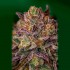 Semillas Purple Cherry de Positronic Seeds, flor resinosa.