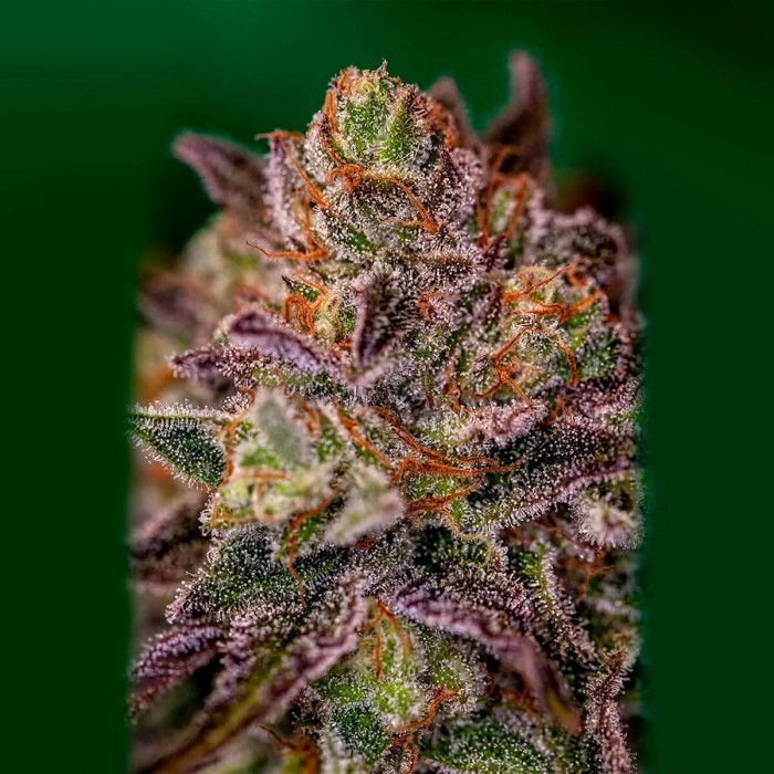 Semillas Purple Cherry de Positronic Seeds, flor resinosa.