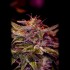 Semillas Z Valley de Positronic Seeds, cogollo.