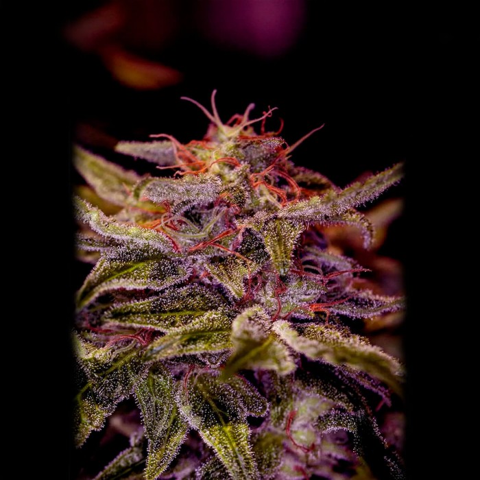Semillas Z Valley de Positronic Seeds, cogollo.