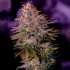 Semillas American Purple de Positronic Seeds, cogollo.