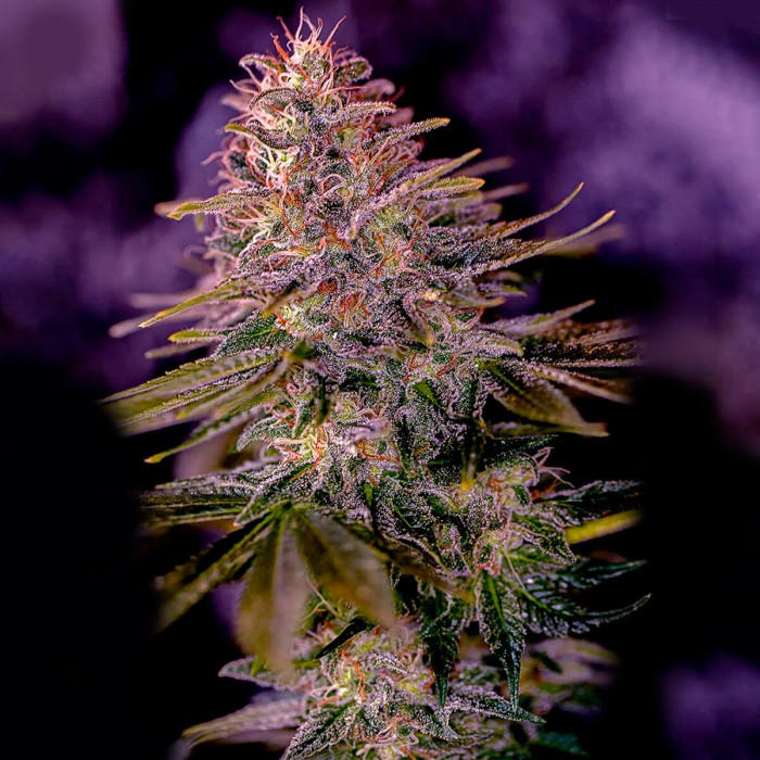 Semillas American Purple de Positronic Seeds, cogollo.