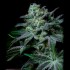 Semillas Cream Kong de Positronics Seeds, cogollo.