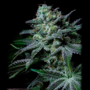 Semillas Cream Kong de Positronics Seeds, cogollo.