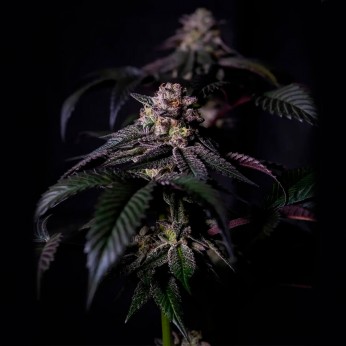 Semillas Oreoz Milkshake de Positronic Seeds, cogollo.
