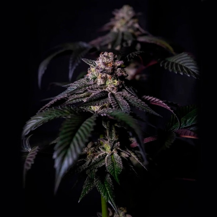 Semillas Oreoz Milkshake de Positronic Seeds, cogollo.