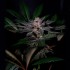 Semillas Rainbow Flakes de Positronics Seeds, cogollo.