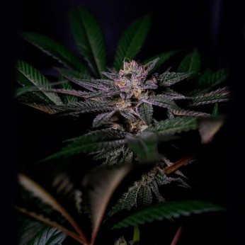 Semillas Rainbow Flakes de Positronics Seeds, cogollo.
