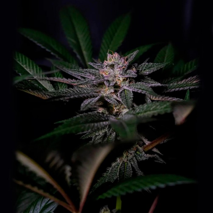 Semillas Rainbow Flakes de Positronics Seeds, cogollo.