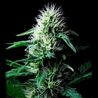 Semillas Auto Z Valley de Positronics Seeds, cogollo.