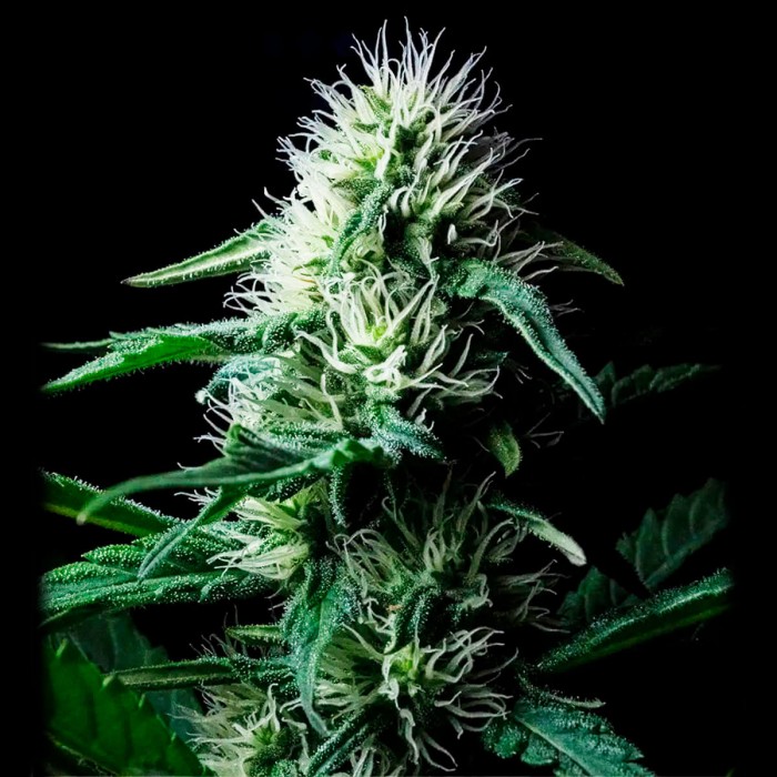 Semillas Auto Z Valley de Positronics Seeds, cogollo.