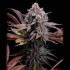 Semillas Spicy Cherry de Positronic Seeds, cogollo.