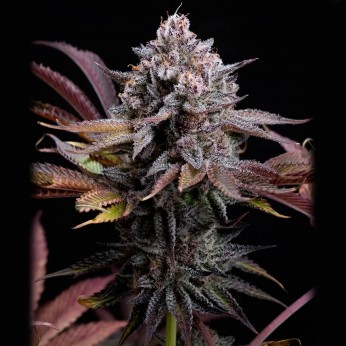 Semillas Spicy Cherry de Positronic Seeds, cogollo.