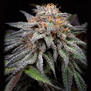 Semillas Fast Version Alien Cookies de Positronics Seeds, cogollo.