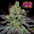 AUTO GOLOSA XL (Delicious Seeds)