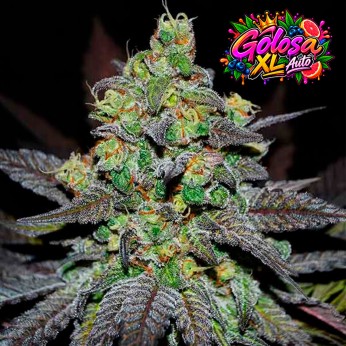 Auto Golosa XL de Delicious Seeds. Semillas de marihuana autoflorecientes feminizadas.