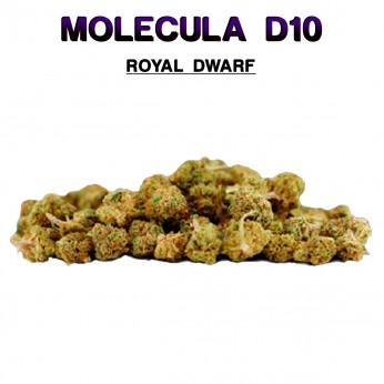 Flores 50% D10 Royal Dwarf 5g.