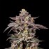 Semillas feminizadas Monaco de Nine Weeks Seeds, cogollo enorme.