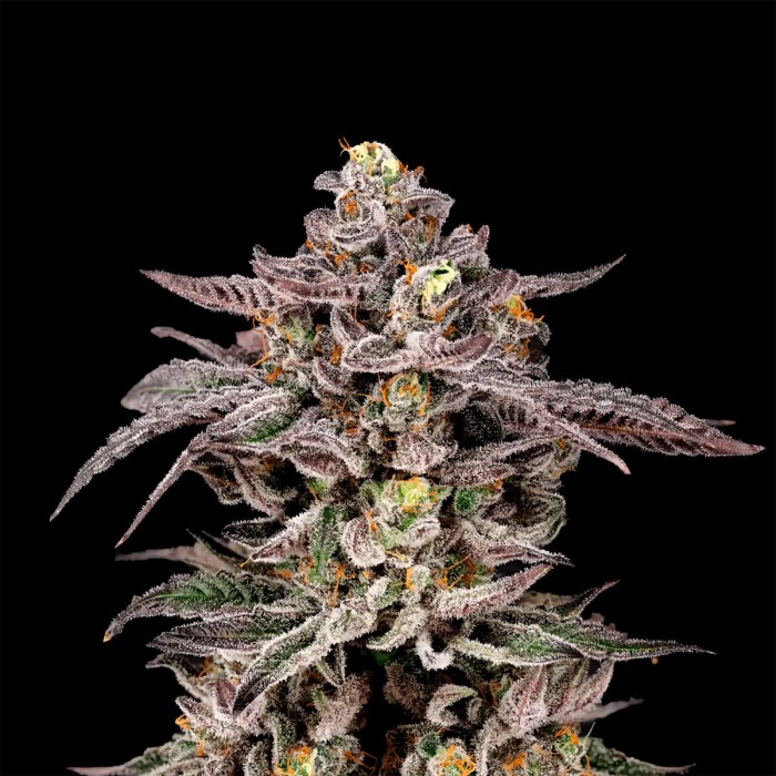 Semillas feminizadas Monaco de Nine Weeks Seeds, cogollo enorme.