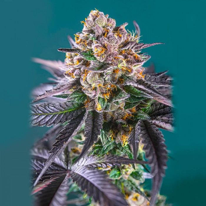 Auto Red Strawberry Banana de Sweet Seeds.