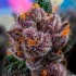 Auto Red Strawberry Banana de Sweet Seeds, resina.
