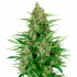 Auto Double Kush Cake de Sensi Seeds Research, cogollo.